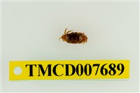 藏品(北方丑招潮蟹)的圖片